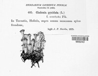 Cladonia pyxidata image